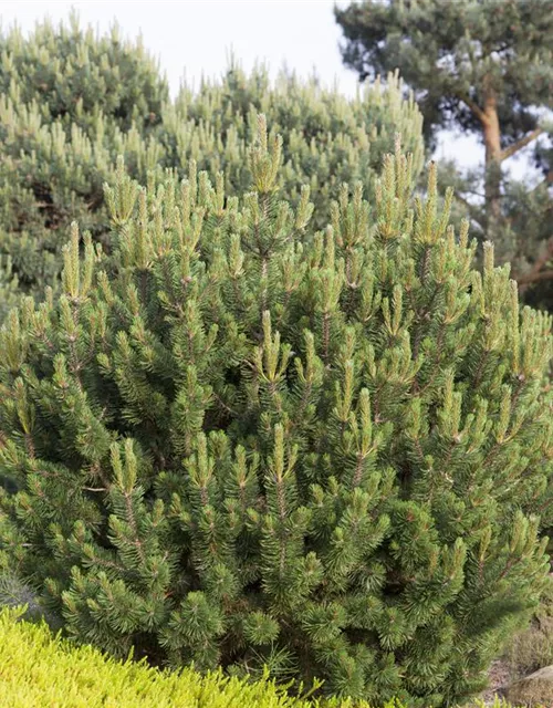 Pinus mugo var. pumilio