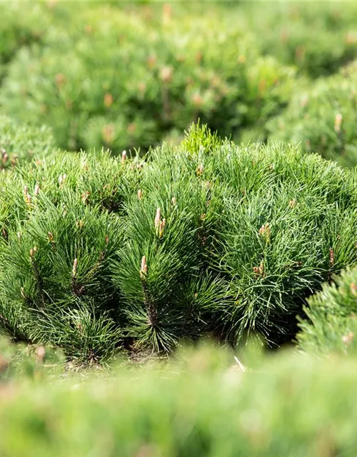 Pinus mugo var. pumilio