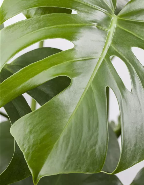 Monstera deliciosa