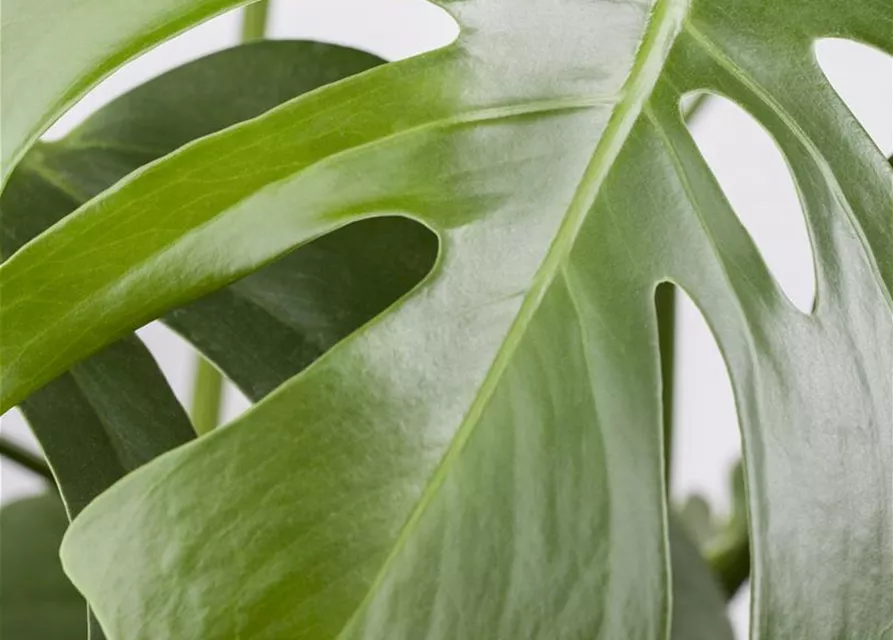 Monstera deliciosa