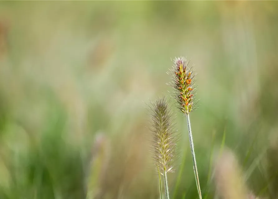 Pennisetum alopecuroides