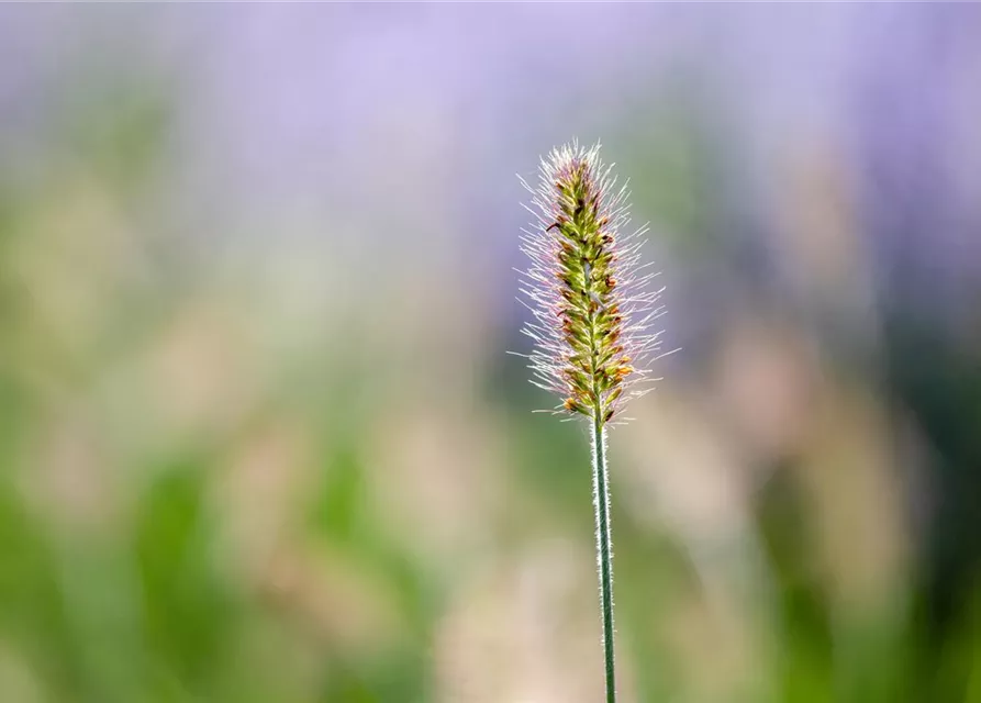 Pennisetum alopecuroides