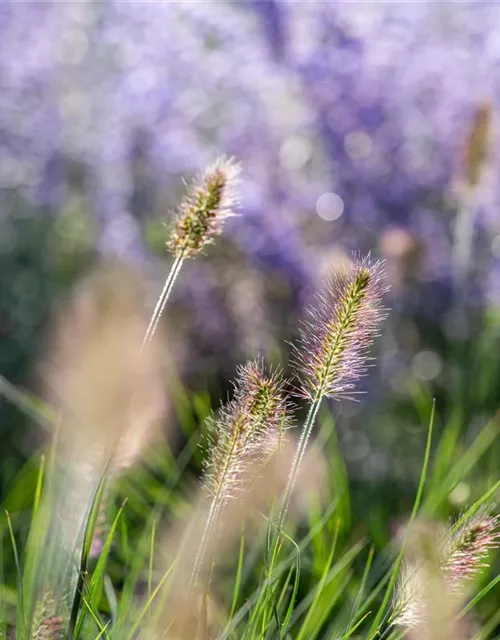 Pennisetum alopecuroides