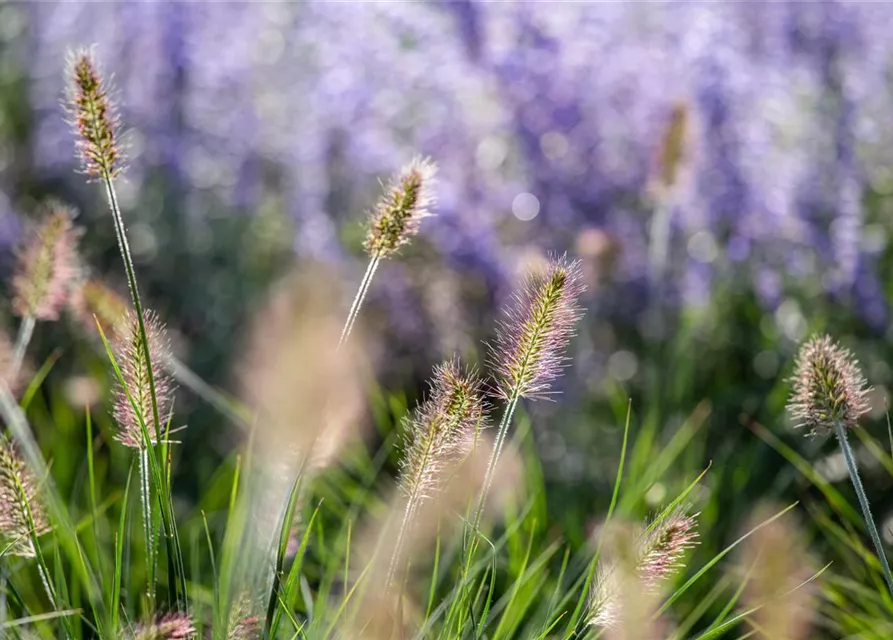 Pennisetum alopecuroides