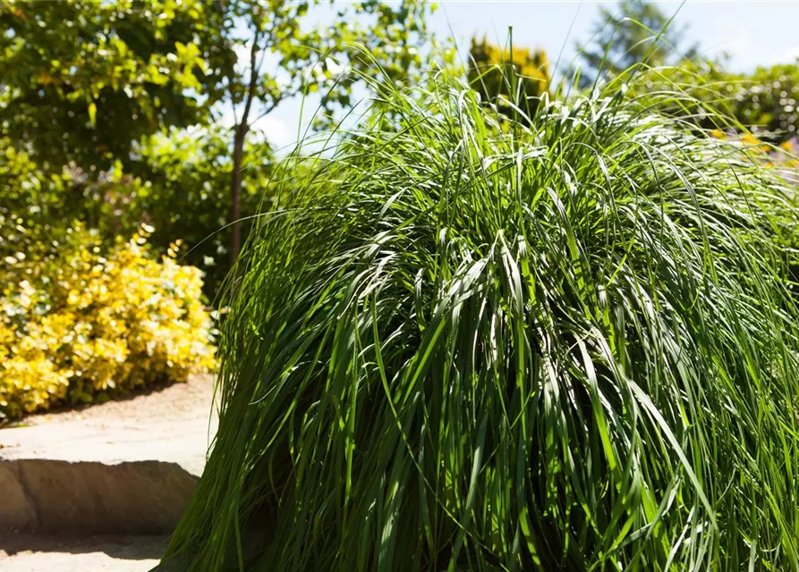 Pennisetum alopecuroides