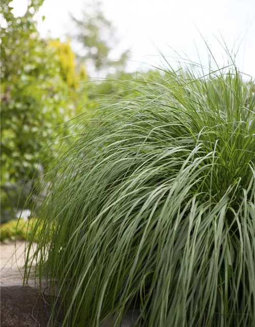 Pennisetum alopecuroides