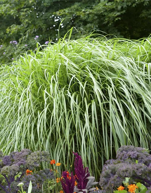 Pennisetum alopecuroides