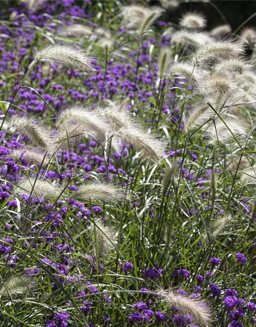 Pennisetum alopecuroides