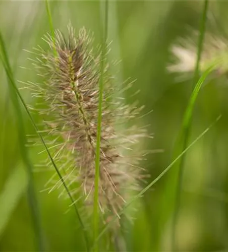 Pennisetum alopecuroides 'Little Bunny'