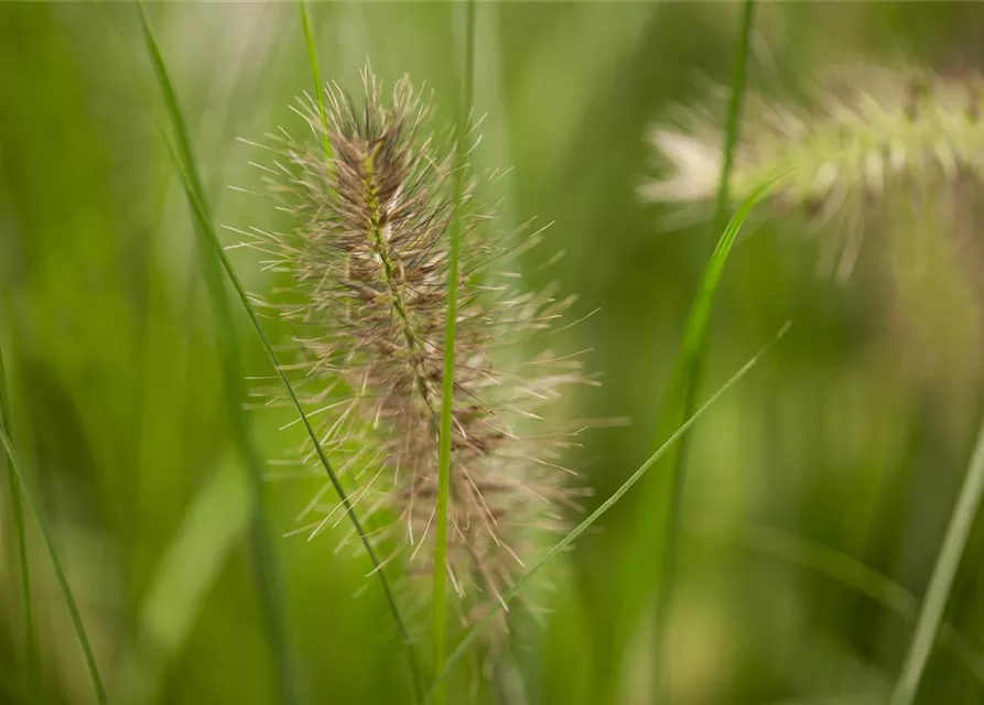 Pennisetum alopecuroides 'Little Bunny'