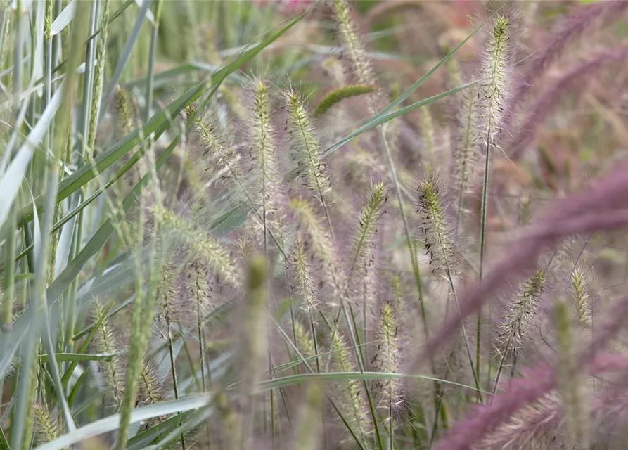 Pennisetum alopecuroides 'Hameln'