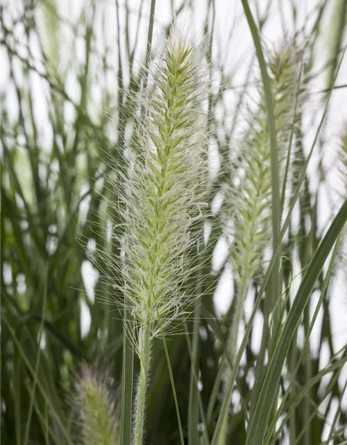 Pennisetum alopecuroides 'Hameln'