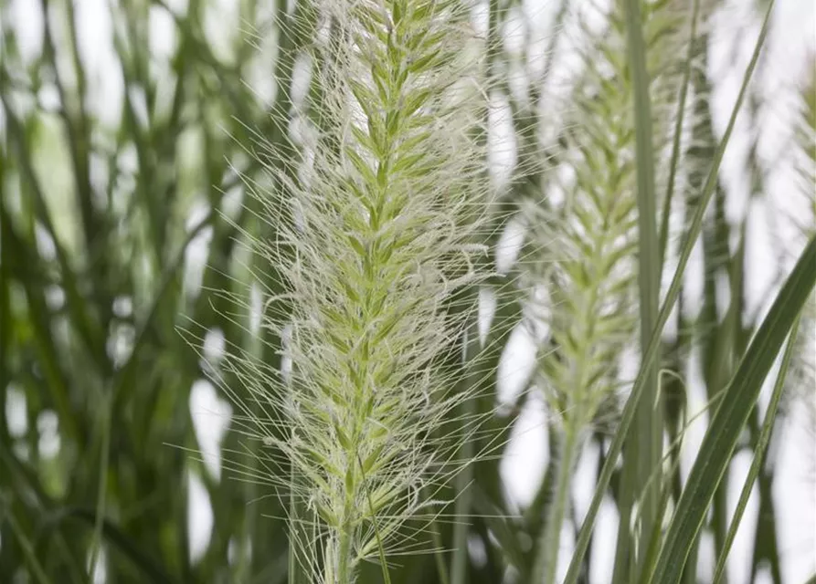 Pennisetum alopecuroides 'Hameln'