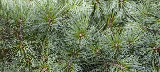 Pinus strobus