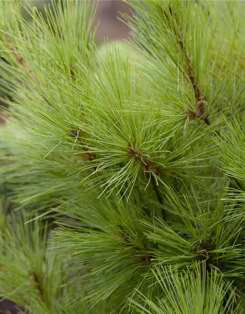 Pinus strobus