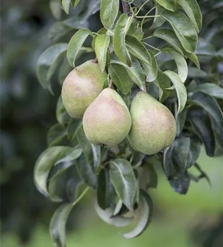 Pyrus communis