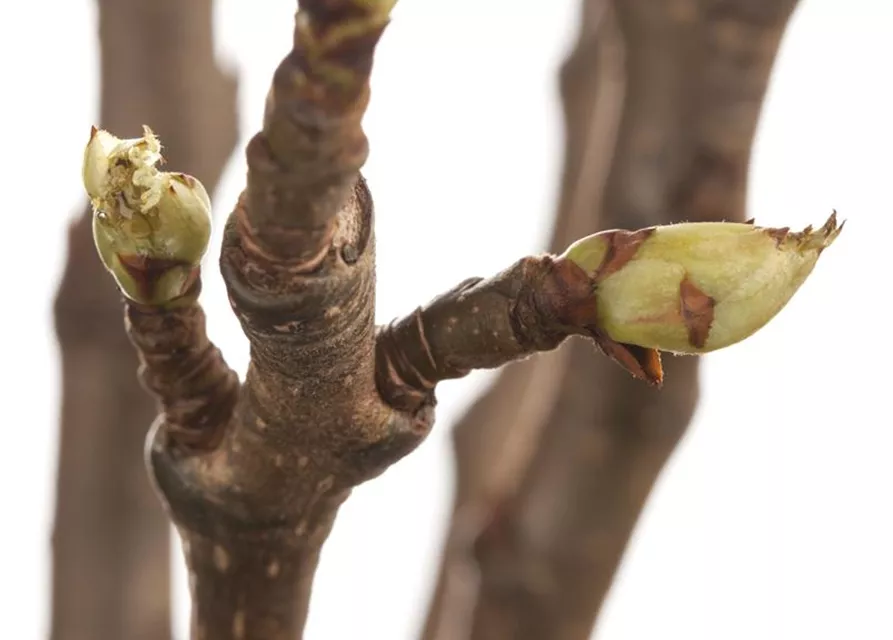 Pyrus communis