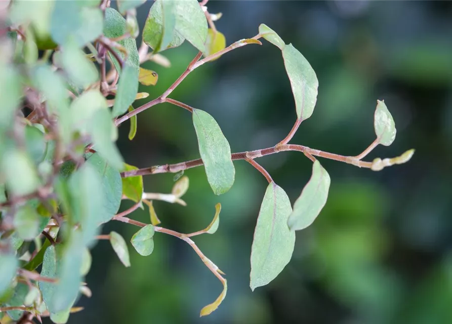 Muehlenbeckia complexa