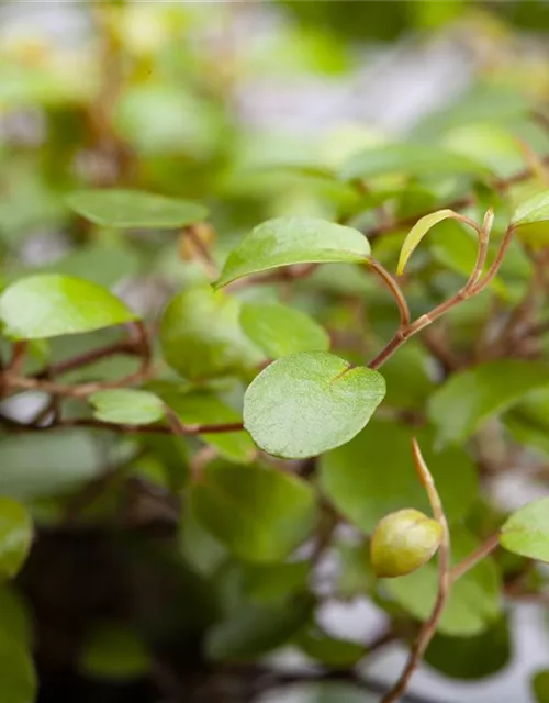 Muehlenbeckia complexa