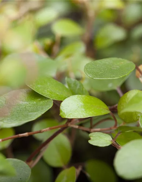 Muehlenbeckia complexa