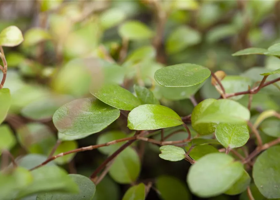 Muehlenbeckia complexa