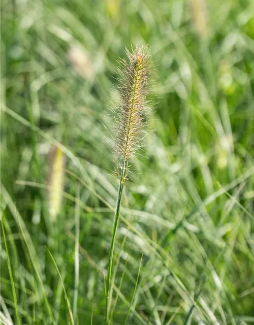 Pennisetum alopecuroides 'Little Bunny'