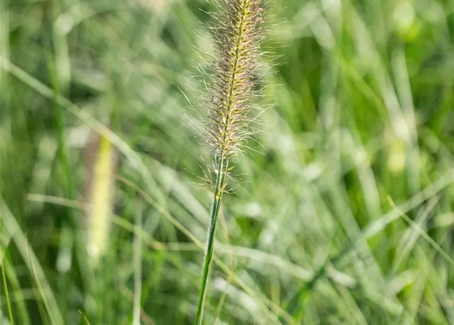 Pennisetum alopecuroides 'Little Bunny'