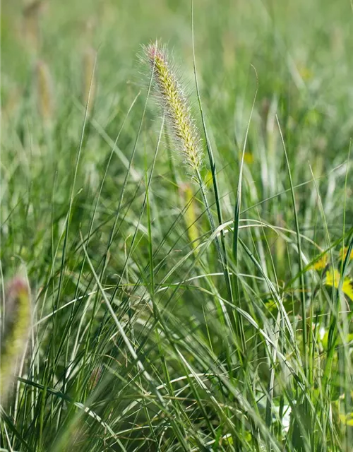 Pennisetum alopecuroides 'Little Bunny'