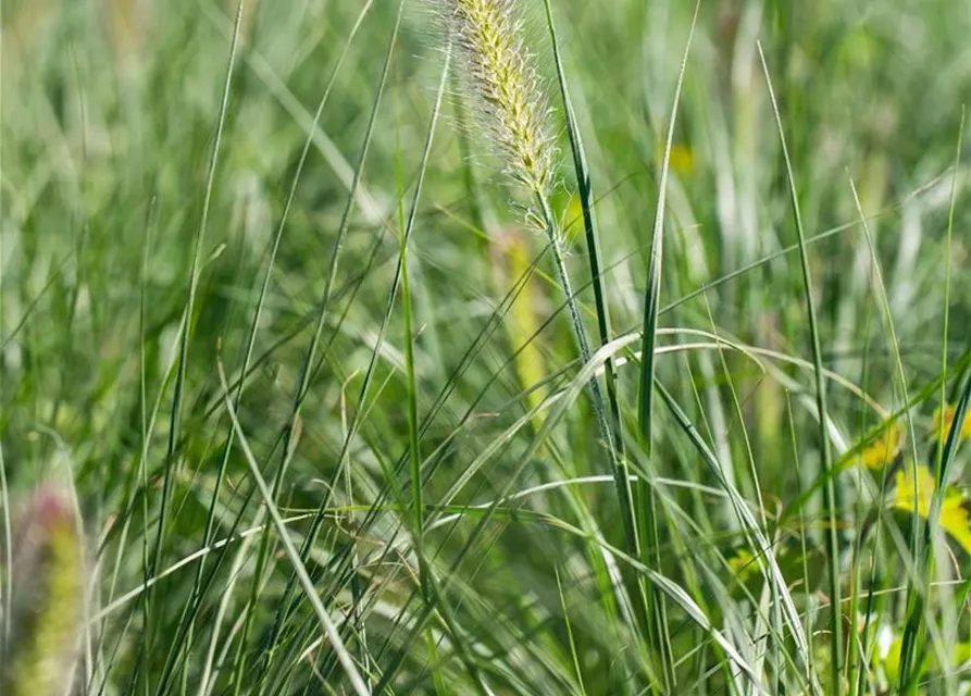 Pennisetum alopecuroides 'Little Bunny'