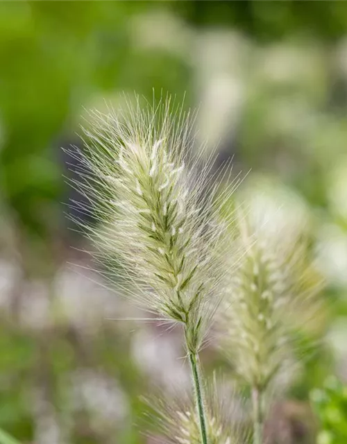 Pennisetum alopecuroides 'Little Bunny'