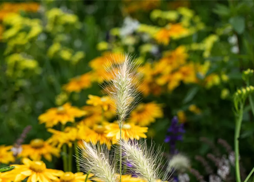 Pennisetum alopecuroides 'Little Bunny'