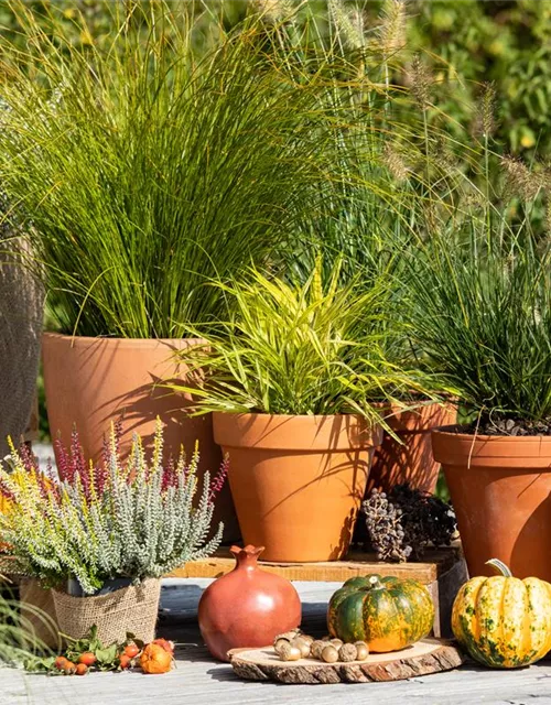 Pennisetum alopecuroides 'Little Bunny'