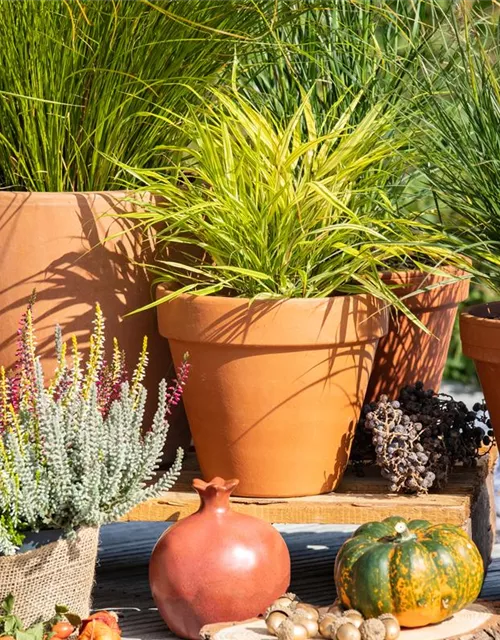 Pennisetum alopecuroides 'Little Bunny'