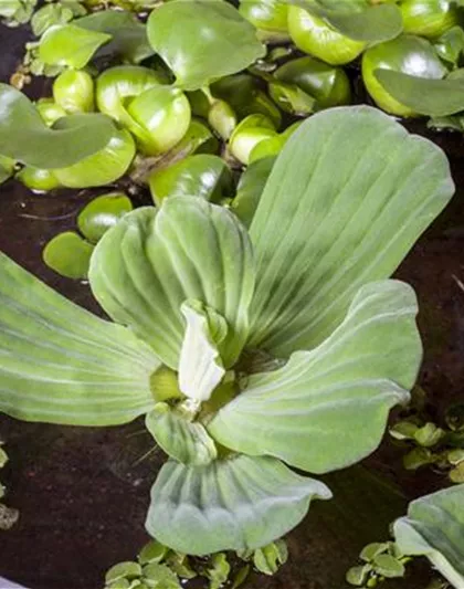 Pistia stratiotes