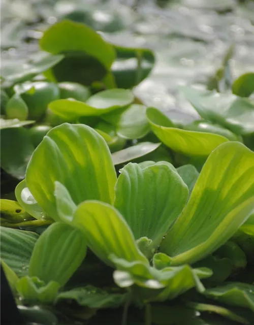 Pistia stratiotes