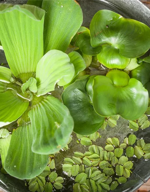 Pistia stratiotes