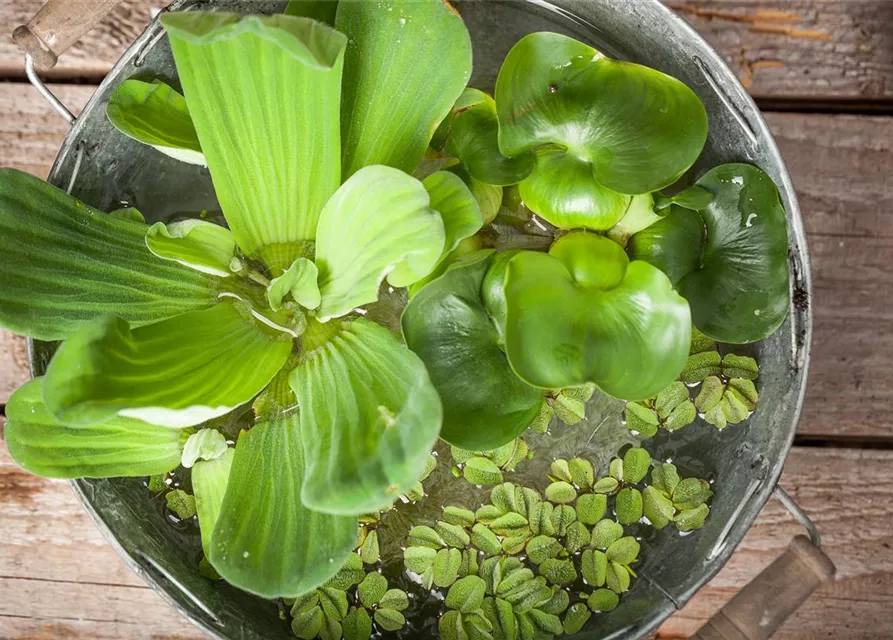 Pistia stratiotes