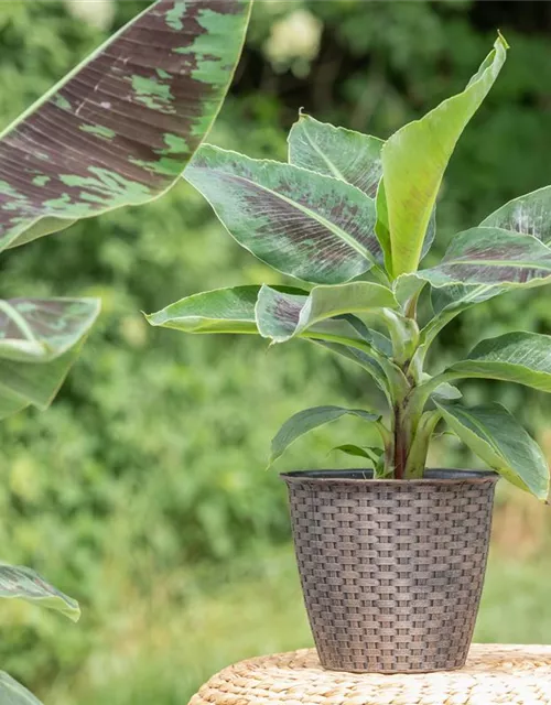 Musa acuminata