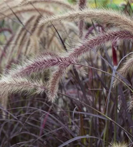 Pennisetum setaceum