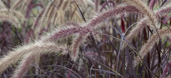 Pennisetum setaceum