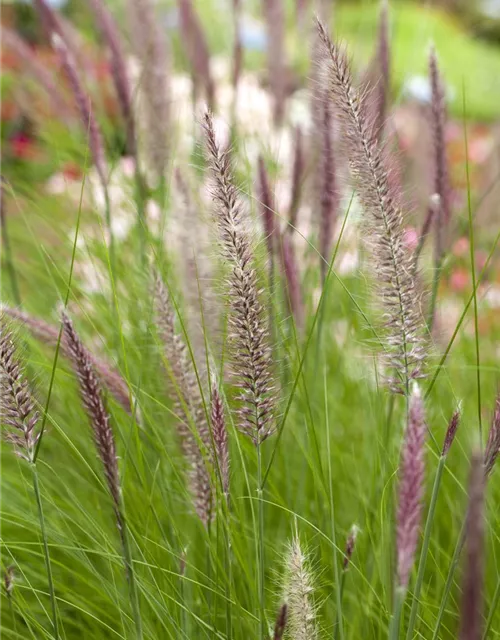 Pennisetum setaceum