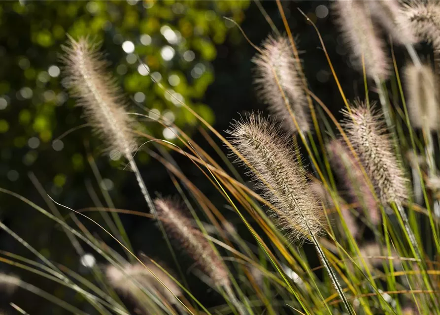 Pennisetum setaceum