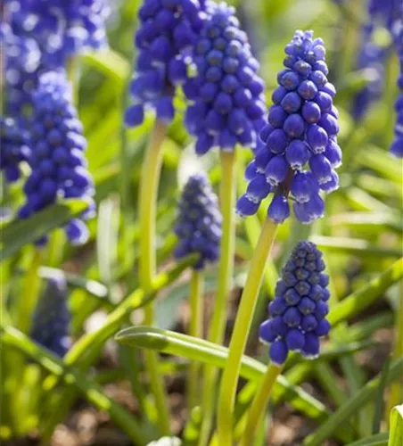 Muscari armeniacum