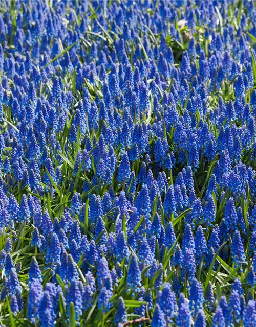 Muscari armeniacum