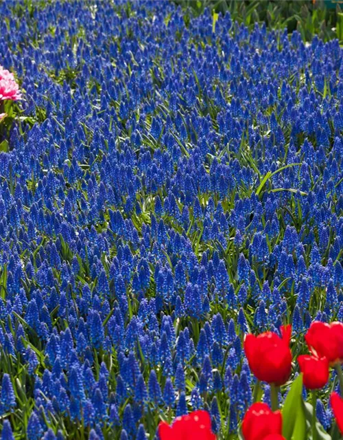 Muscari armeniacum