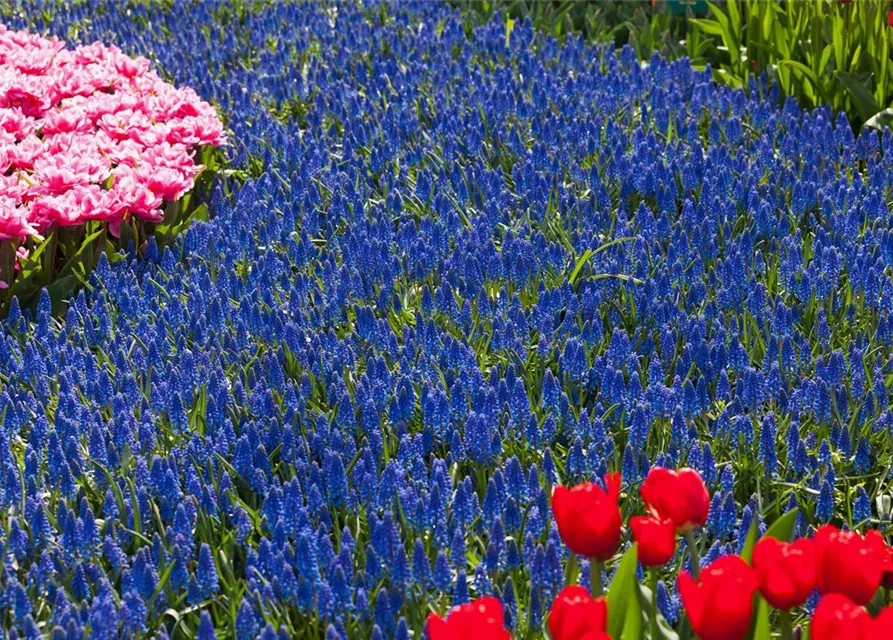 Muscari armeniacum