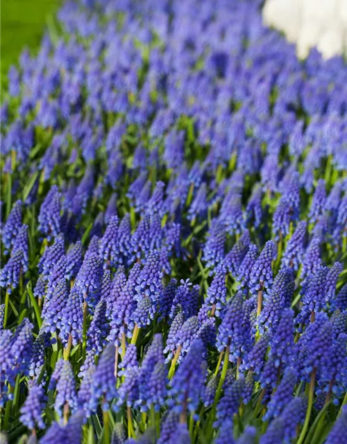 Muscari armeniacum