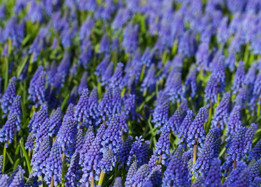 Muscari armeniacum