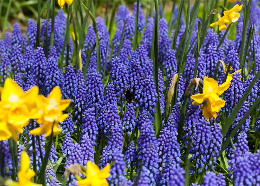 Muscari armeniacum