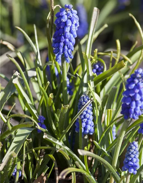 Muscari armeniacum